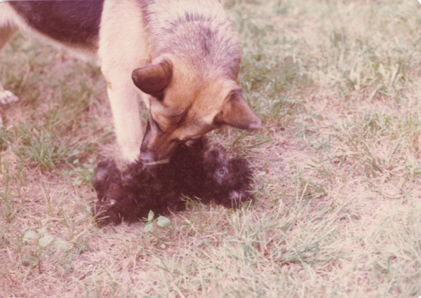 Pre 1980 (227)