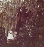 Pre 1980 (131)
