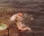 Pre 1980 (228)