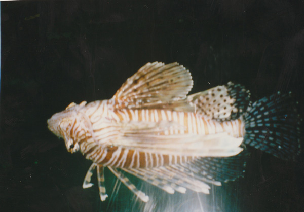1998 (486)