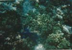 1998 (467)