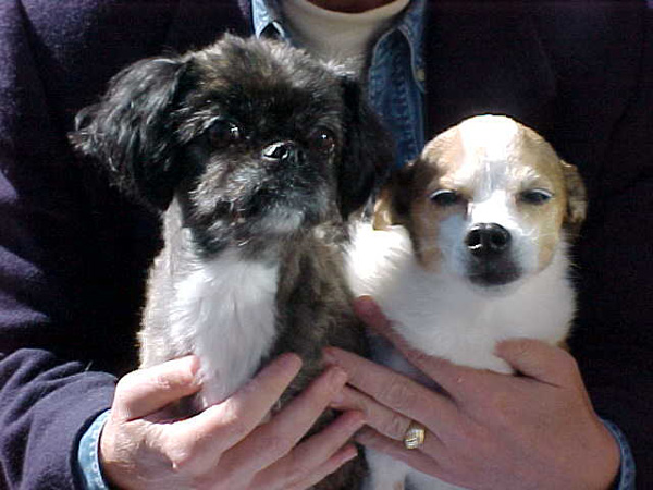 Sam and Scruffy