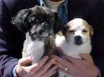 Sam and Scruffy