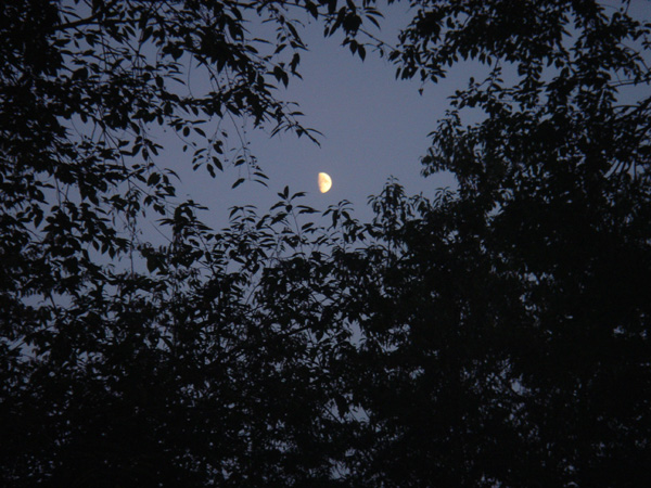 Moon view