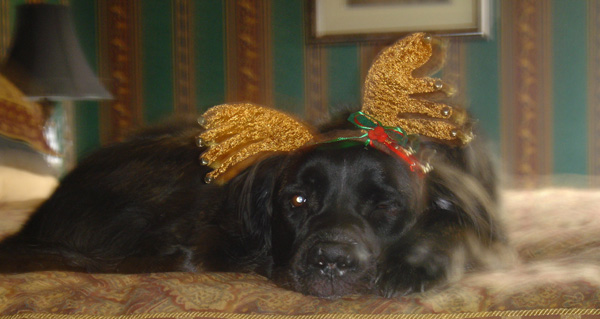 Thor not amused