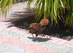 Key West Rooster