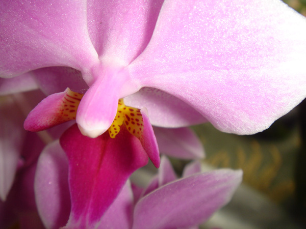 Orchid 1
