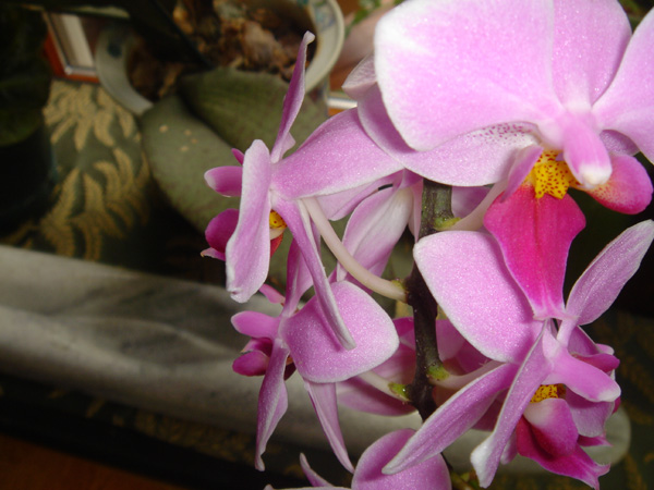Orchid 2