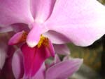 Orchid 1