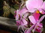 Orchid 2