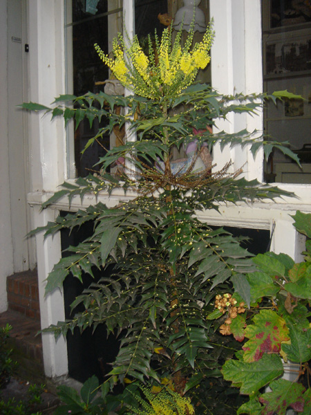 Cool plant
