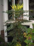 Cool plant