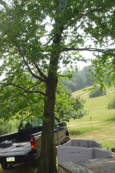 Kevin up a tree