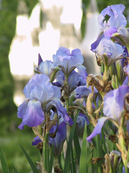 Iris