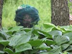 Kat behind Hostas
