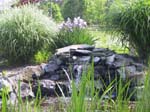 Lily Pond 2