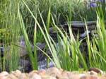 Lily Pond 3