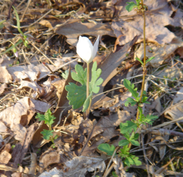 Wood flower