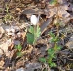 Wood flower
