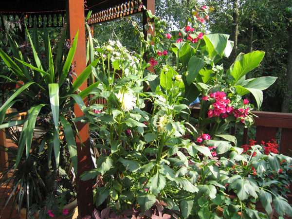 Deck plants 2006 tea