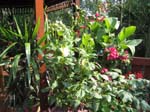 Deck plants 2006 tea