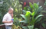 Mighty big cannas