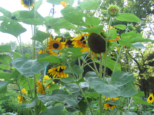 Sunflower 2