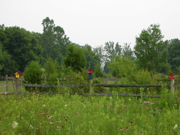 Wildflower garden
