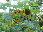 Sunflower 2