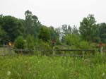 Wildflower garden