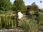 Pond 1