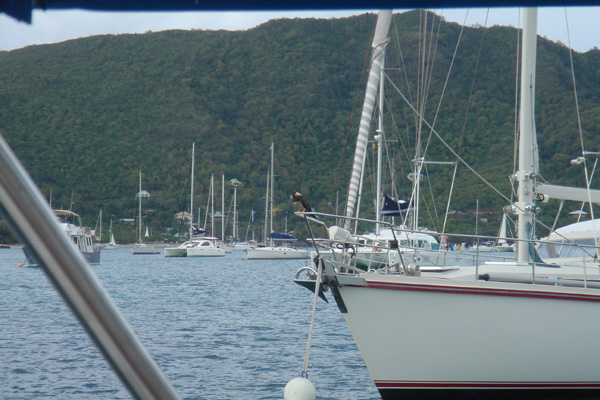 Grenadines Harbor Mascot