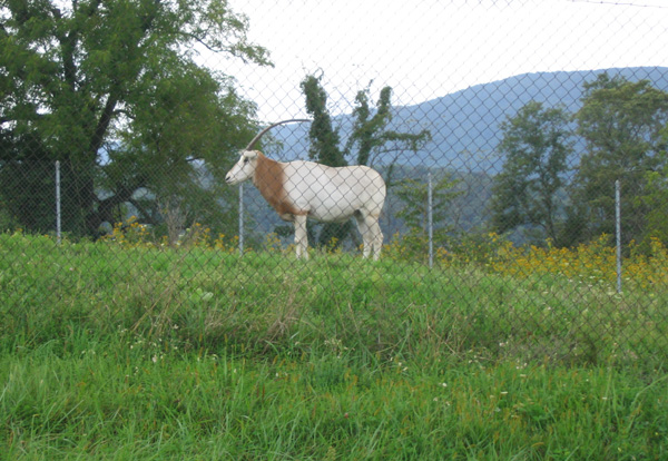 Scimitar Horned Orzy National Zoo research center 2008