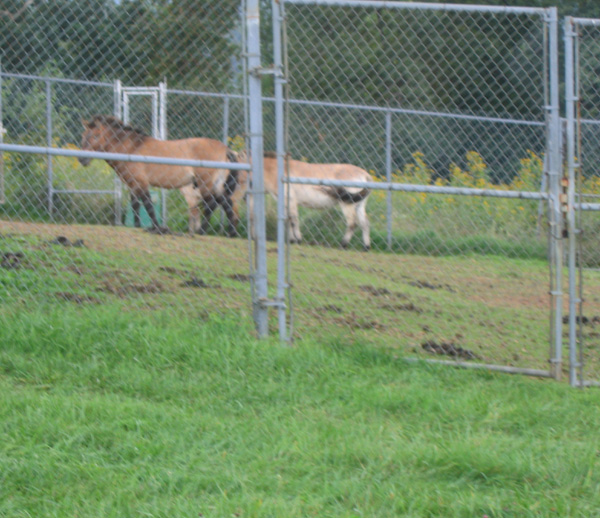 przewalski horse national zoo research center 2