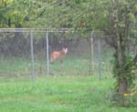 Maned Wolf National Zoo research center