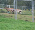 przewalski horse national zoo research center 2