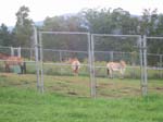 przewalski horse national zoo research center