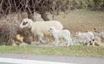Goats off to grammas house Crete 2008