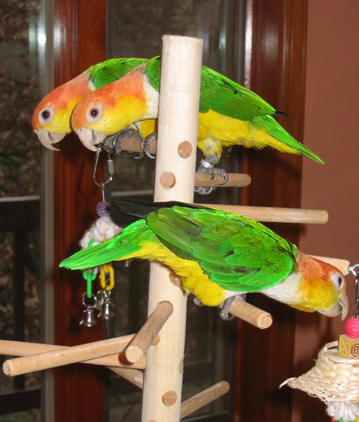 Birds of a feather