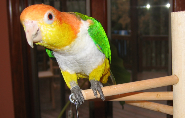 Cleo