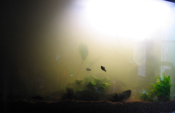 Freshwater tank 1