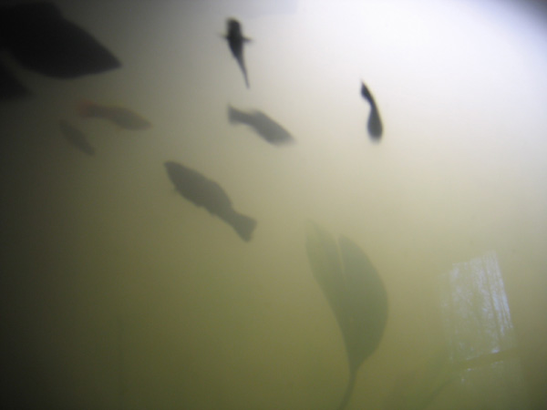 Freshwater tank 3