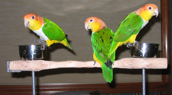 Gus Maya Cleo 2