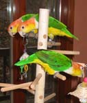 Birds of a feather