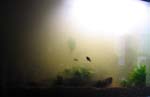 Freshwater tank 1