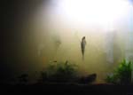 Freshwater tank 2