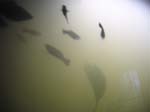 Freshwater tank 3