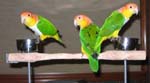 Gus Maya Cleo 2