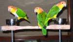 Gus Maya Cleo 3