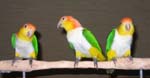Gus Maya Cleo 7